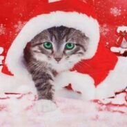 20191112185615_5dca8fcfd9016-1