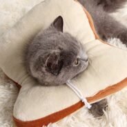 20200331184110_5e831e46e855e-1