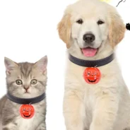 20200807174829_5f2d236d04e1e