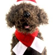 20200924194528_5f6c86d88525f-1